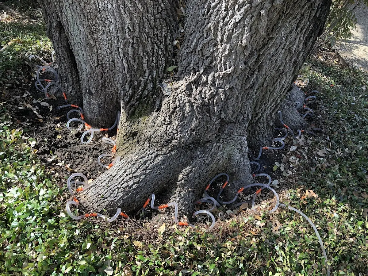 Detailed Tree Cabling and Bracing job site in Sherborn