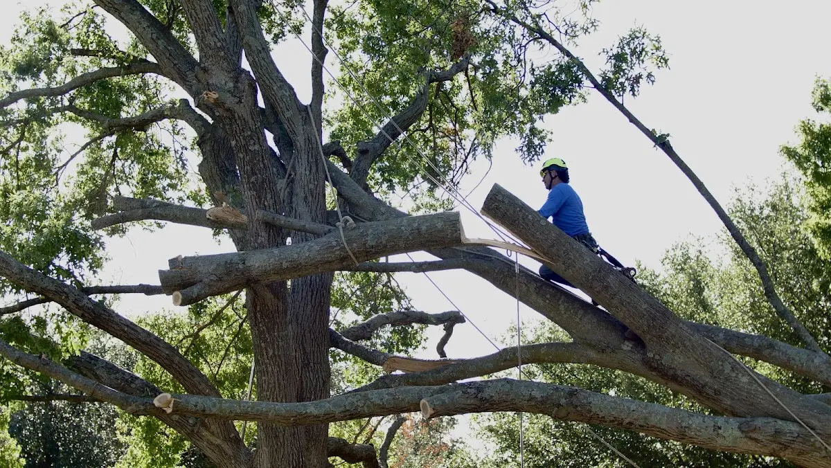 Professional Hazardous Tree Removal performed by certified arborists in Sherborn