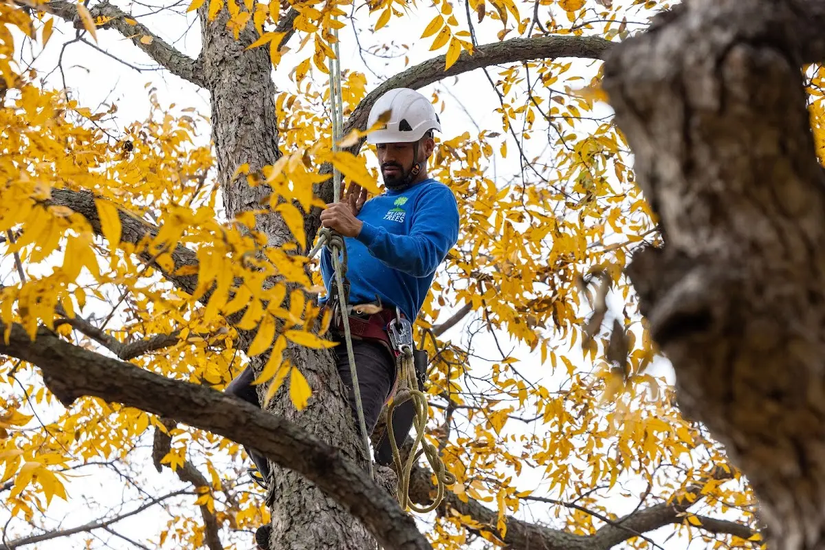 Skilled Tree Trimming crew working in Sherborn